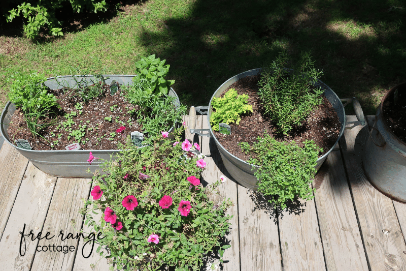 Herbs planted in galvanized containers