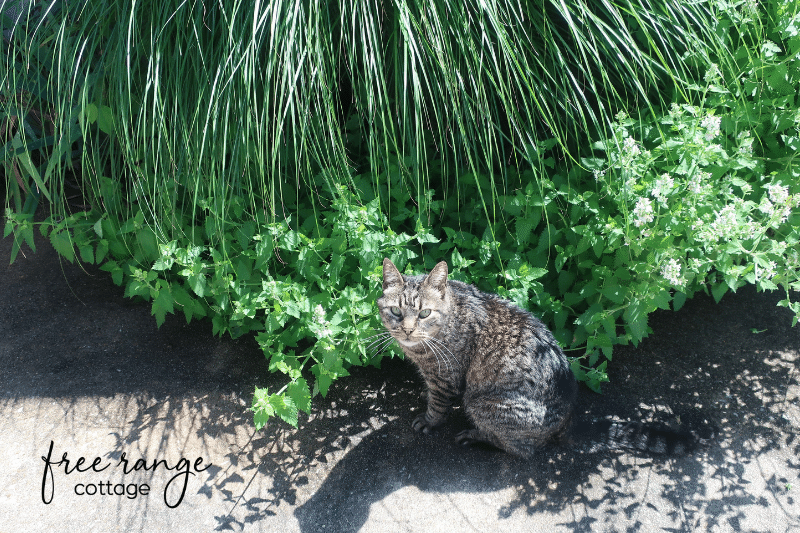 Striped cat sitting next to catnip growing in garden