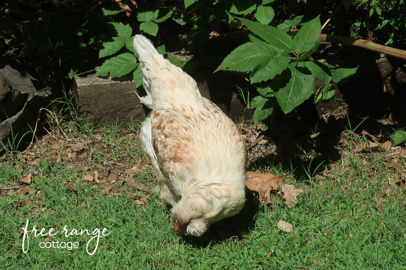 White chicken pecking in grass