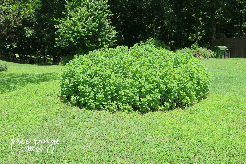 Huge mound of mint growing in yard