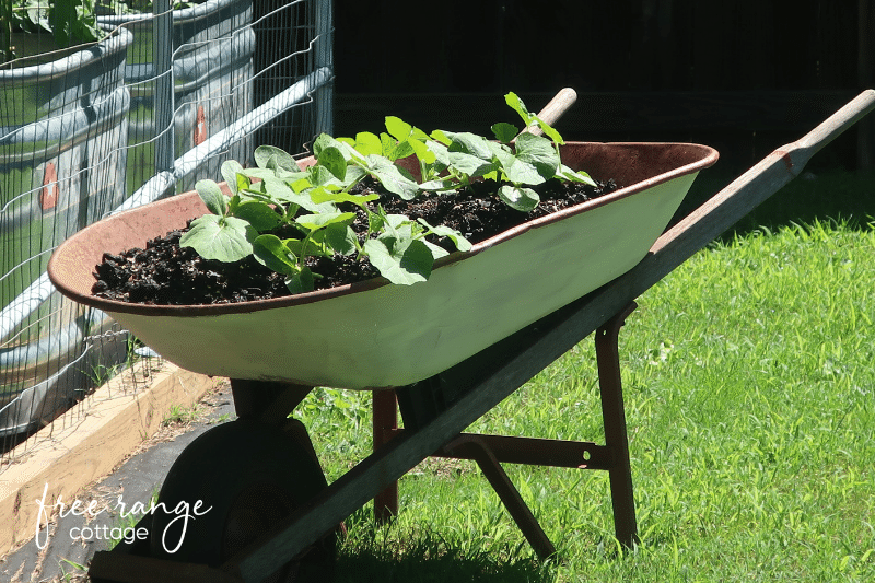 Plants growing in old painted wheelbarrow