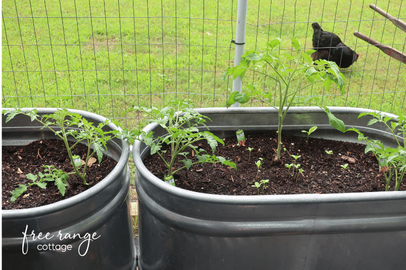 Tomato plants in water trough containers