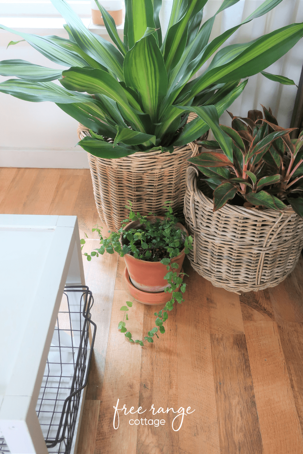 Vintage baskets holding house plants