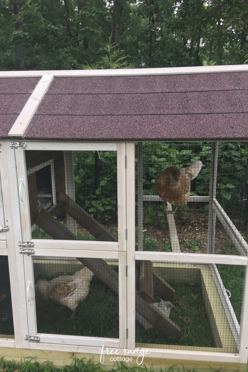 chicken coop diy