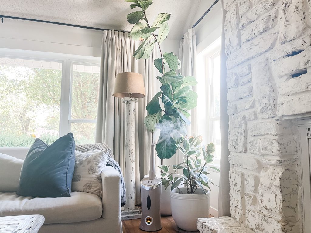 Tall Fiddle Leaf Fig and Rubber Tree Plant with humidifier