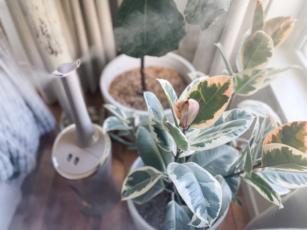 Houseplants with humidifier running