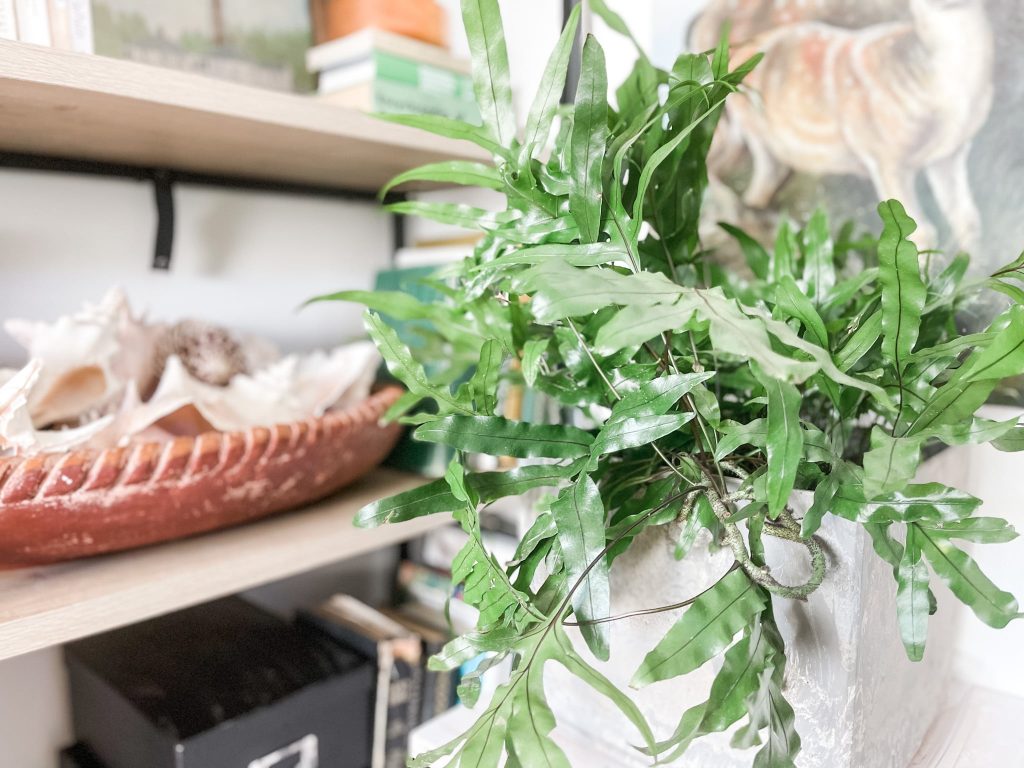 Fern plant next to bookshelf and seashells