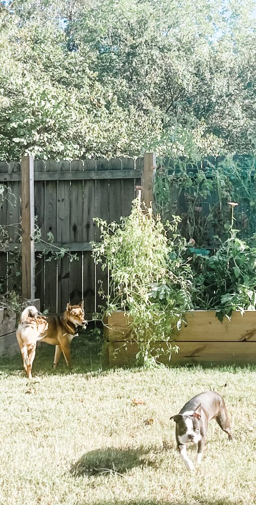 Shiba Inu and raised bed garden