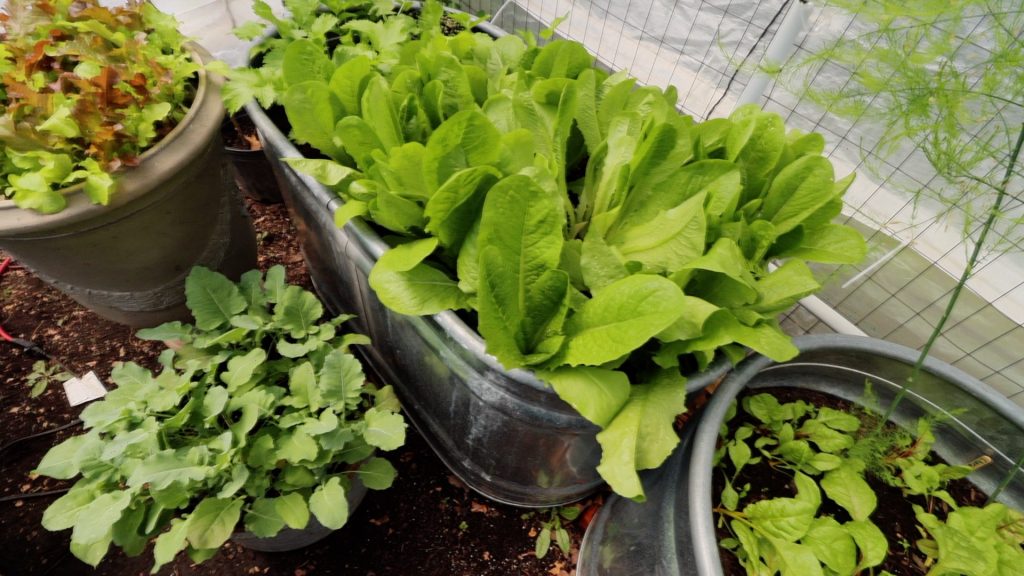 Raised bed gardens in metal stock tanks. 