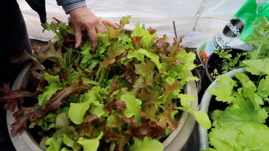 Mixed lettuce growing in a planter pot.