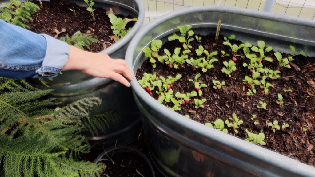 Radishes growing in a stock tank raised bed.