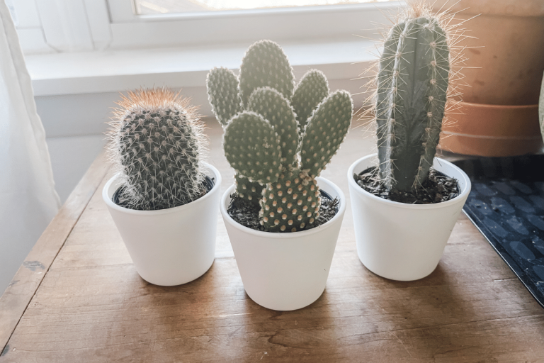 3 cactus in white pots