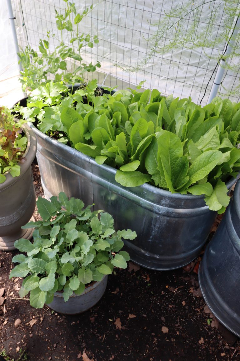 Easy Container Gardening:Vegetables & Herbs (video included)