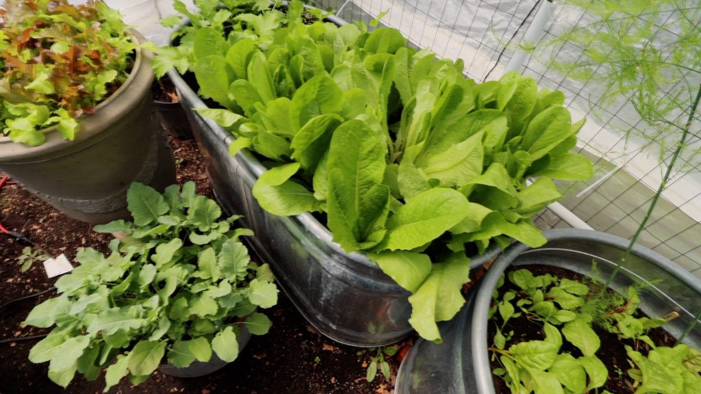 metal water trough garden bed filled with romaine lettuce