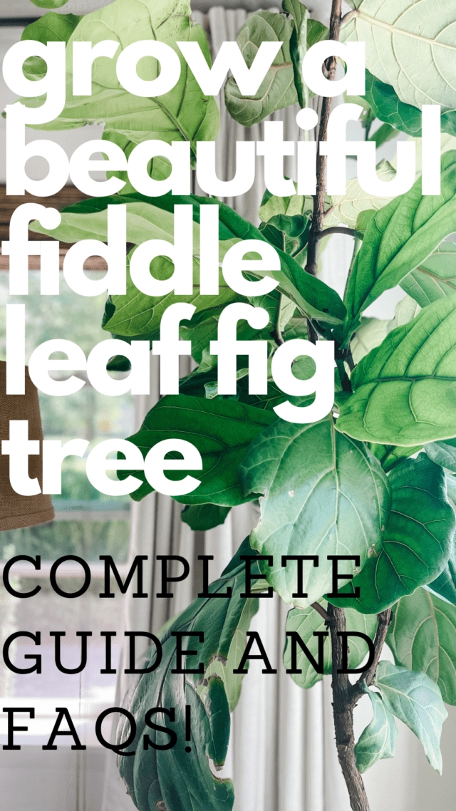 How to Grow a Fiddle Leaf Fig Tree - Free Range Cottage