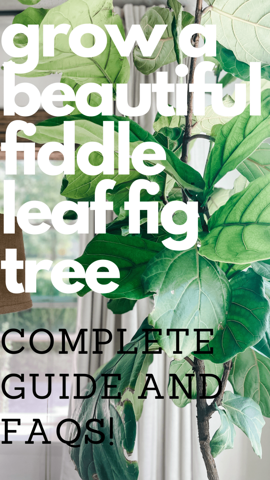 How to Grow a Fiddle Leaf Fig Tree - Free Range Cottage